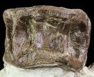 Xiphactinus (Cretaceous Fish) Vertebra In Chalk - Kansas #64321-3